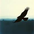 Roulsen - Black Hawk's Desire