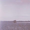 St. Clair - TEETH