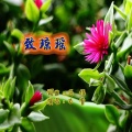 马佶原创 - 致琼瑶