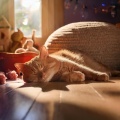 Hip Hop Para Gatos: Ritmoss Perfectos