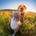 Música feliz en la lista de reproducción、Los animales aman la melodía、Serenidad para animales - Momentos De Tranquilidad Sonidos Relajantes