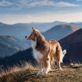 Música De Guitarra Para El Día Pacífico De Tu Perro