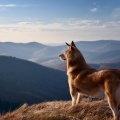Lofi Relájate、Academia del sueño canino、Ansiedad De Los Perros - Golosina Para Perros Hip Hop