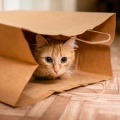 Classical Music Maestro Mozy、Music For Kittens To Sleep、Cat Sleep Music - Tranquil Soothing Cat Music