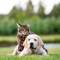 Insomnia Relief Music、Midnight Pet Harmony、Pet Relaxation Excellence - Gentle Tunes Pet Relaxation