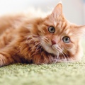 Brain Healing Sounds、Deep Soothing Music For Anxious Ill and Stressed Cats、Kitten Music Therapy - Soft Tunes Cat Soothe