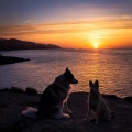 Luminous Chakra Waves、Sleepy Dog Channel、Dog Music Groove - Tranquil Evening Dog Soothing