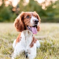 Beta Brainwave、Dog Jazz Music Vintage、Dog Leash - Gentle Tones Dog Relaxation
