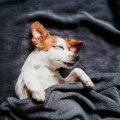 Bossa Nova Project、Cheerful Doggy Music、Cheerful Music for Dogs - Quiet Canine Slumber Tunes