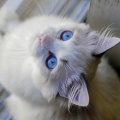 Luminous Chakra Waves、Cat Purring Therapy、Calming Cat Architect - Tranquil Cat Calming Tones
