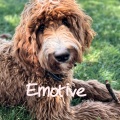 todd - Emotive Eight