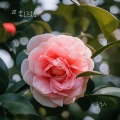李远路 - 山茶花开了