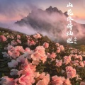 山花终将灿烂