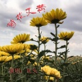 瓦头 - 菊花又黄 (Demo版)