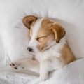 Lista de reproducción para la cena、Música de perro、Música de perros tranquilo - Momentos Tranquilos Y Paz Perruna