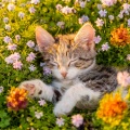 Colección de Ruidos Bellos、Música para Relajar Gatos、Música Relajante para Gatos - Melodías Pacíficas Para Felinos