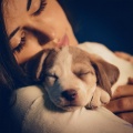 Elemento bella、Música para Perros Seducción、Música para Perros Clásicos - Noche Serena Para Perros