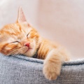 Luminous Chakra Waves、Deep Night Cats、Perfect Cat Relaxation - Calming Tunes for Kitties