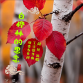 胡贵春 - 白桦林的思念