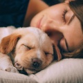 Cuatro túnicas、Perro Total Relax、Perros - Tonos Calmados Para Perros Silenciosos