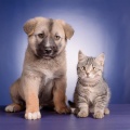 Melodías Calmantes Para Mascotas: Sonidos De Paz