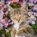 Barba de armonía、Música Calmante para Felinos、Música Delicada para Gatitos - Bandas Sonoras Suaves Para Gatos