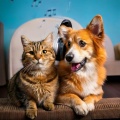 Mind Medicine、Music for Pets Library、Pet Music World - Gentle Pet Patterns