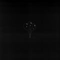 NF - PAID MY DUES