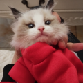 爱驹布偶猫 - 午后阳光与茶香