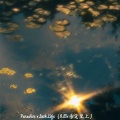 Paradise x Lush Life (0.85x感觉至上)