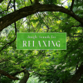 Jungle Sounds for Relaxing