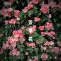 高珂珂 - 萱草花