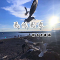 情白、诡谲 - DANCE MONKEY