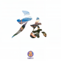 白昼星BZX - 广东