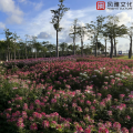 一只千纸鹤 - 小世界
