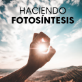 Haciendo fotosíntesis