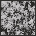 Ben Richter、House On Fire - The Carrow