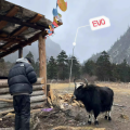 柠檬不及酸 - 情义无需多言