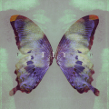 Find: Fly