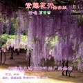 贾富营 - 紫藤花开 (舞曲版)
