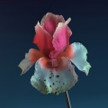 Flume、Kai（欧美） - Never Be Like You