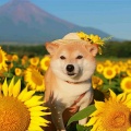 太阳花田