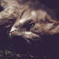 Kitty Sleep Music