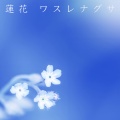 ワスレナグサ (勿忘草)