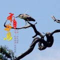 沁心小筑 - 布谷鸟