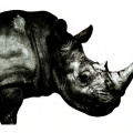 Mr.Children - 星になれたら