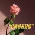 关淑怡、童安格 - 明天你是否依然爱我