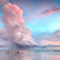 风雨花丛中