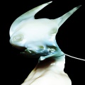 Arca - ????? A