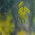 雨声催眠曲 - 漫步在雨中